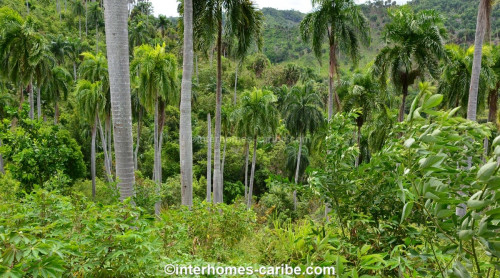 photos for SOSUA ABAJO: LOT OF CURRENTLY 32,000 M² (7.91 ACRES), VERSATILE USABLE, LOCATED CLOSE TO SOSUA