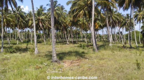 photos for SABANETA DE YASICA: THE LAST LOT WITH DIRECT BEACH LOCATION ON THE NATURAL LA BOKA BEACH