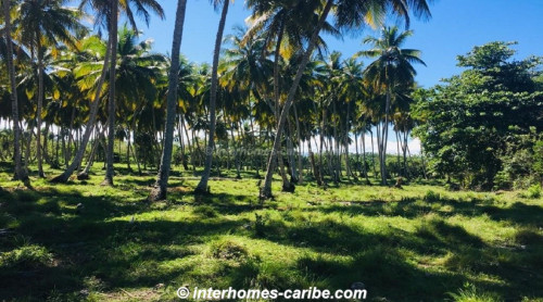 photos for SABANETA DE YASICA: THE LAST LOT WITH DIRECT BEACH LOCATION ON THE NATURAL LA BOKA BEACH